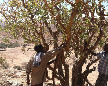 Boswellia frereana Tree