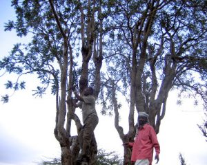 Boswellia carteri Tree