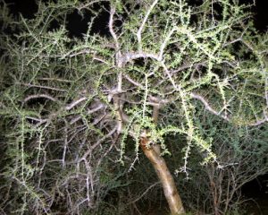 Commiphora myrrha Tree