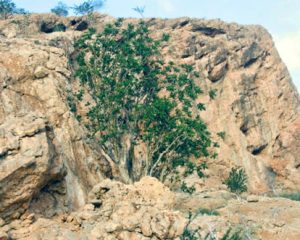 Boswellia frereana Tree