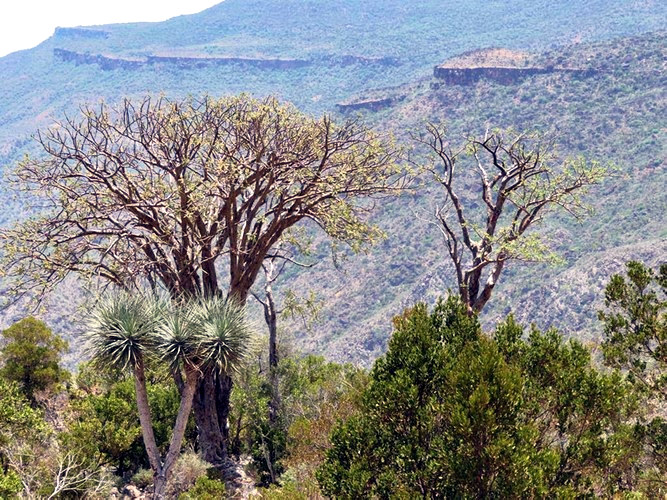 Boswellia Trees in Sanaag Region of Somaliland