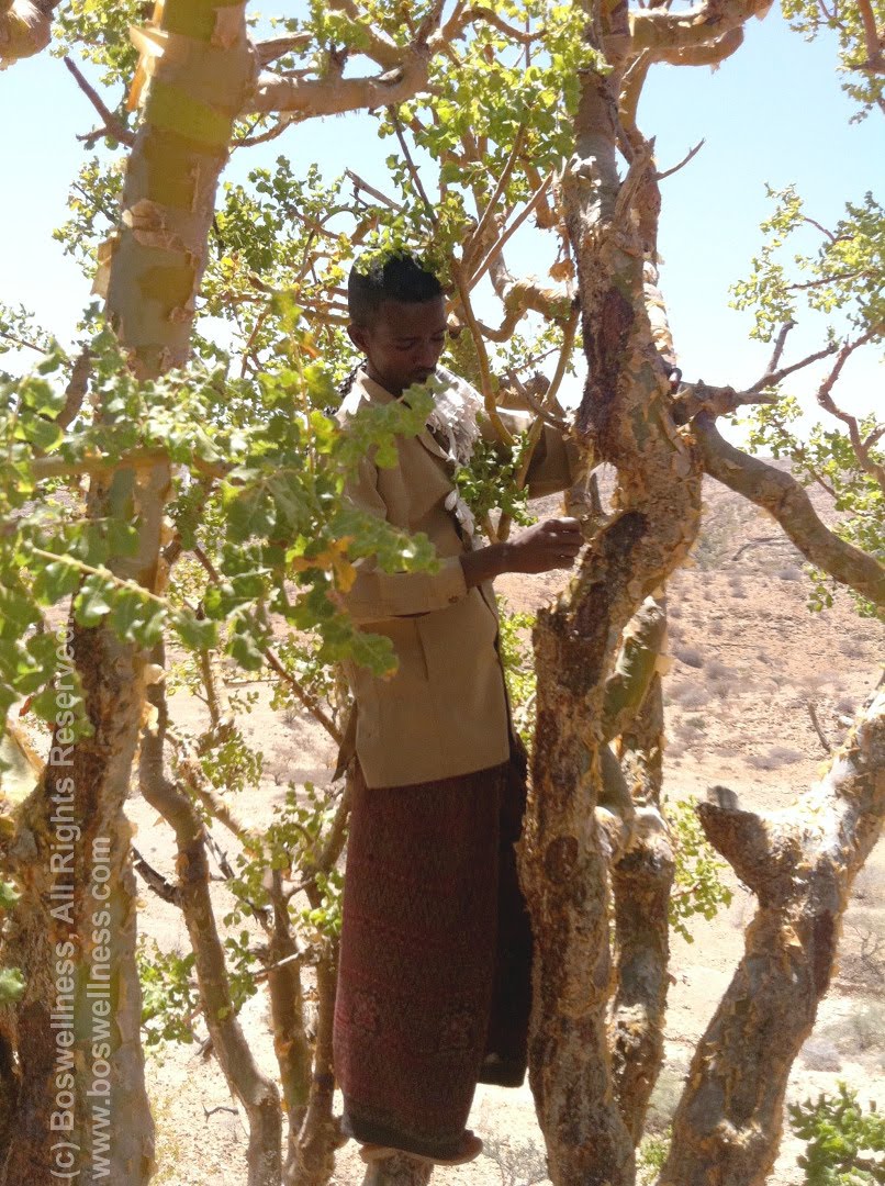 Harvesting Region and Frankincense - Boswellness